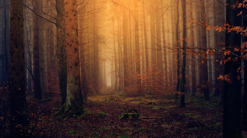 Enchanting Curses